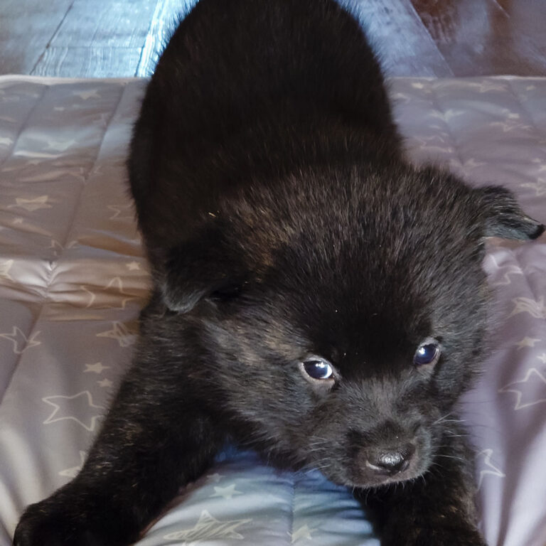 黒虎 雄 2025年10月30日生