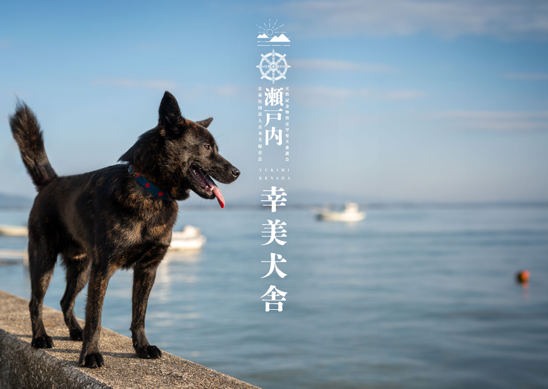 甲斐犬専門犬舎 幸美犬舎